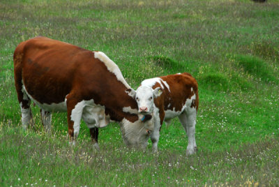 Cow with calf, Mount Aspiring National Park
