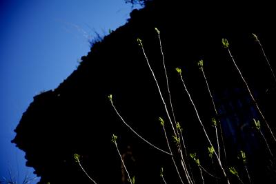 Buds and ruins