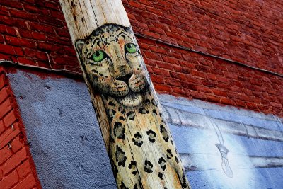 Alley Big Cat, 
urban Ghost of Wilderness.
