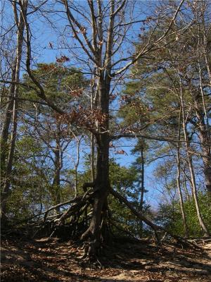 Killer Roots