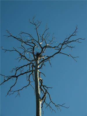 Nest