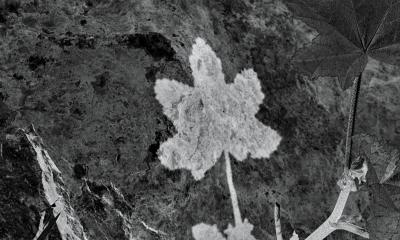 #4 [23-NOV-05]leaf