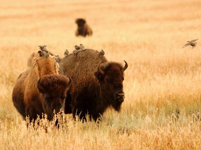 American Bison - Buffalo