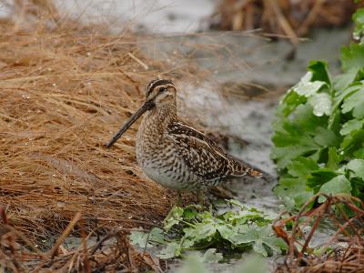 Wading birds