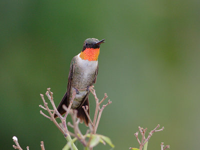 hummingbird 19