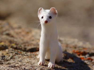 Animals of Yellowstone