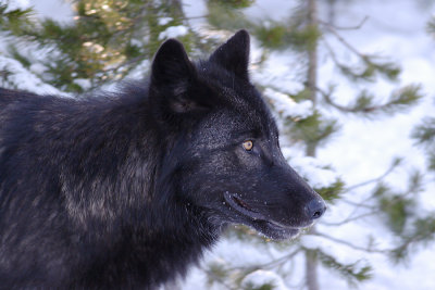 Wolf  210