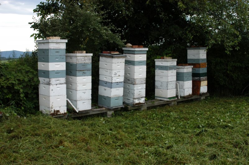 Apiary