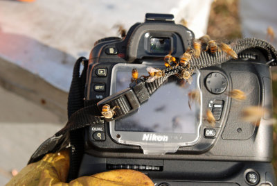 Africanized bees on camera