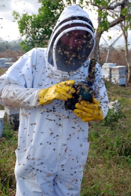 Honey bees in Panama