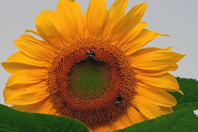 Bumble bees on Sunflower