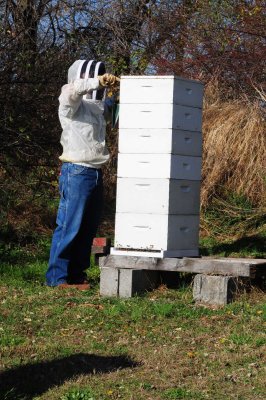 Steve checking a strong hive