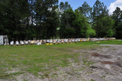 Bee yard behind Gardners