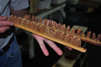 Ripe queen cells on bar