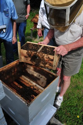 Shaking the bees in