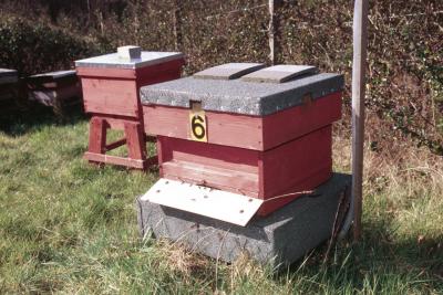 Bee hives in the club apiary