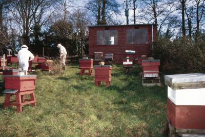 Ulster Beekeepers club yard