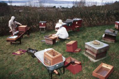 Tending to the hives