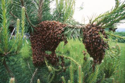 Swarm on Pine Bow