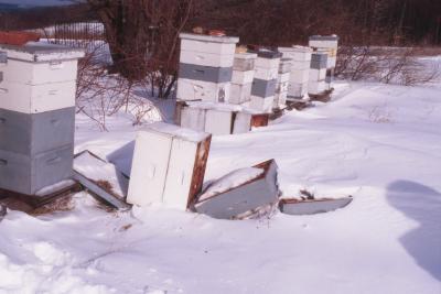 Apiary in winter