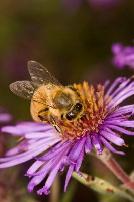 Honey bee on Aster, Nov. '07 Cover of Bee Culture magazine