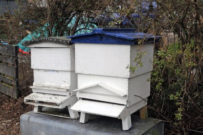 WBC Hives