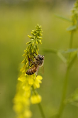 Honey bee on Yellow Sweet Clover