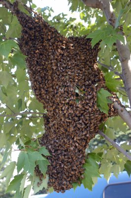 Honey bee swarm