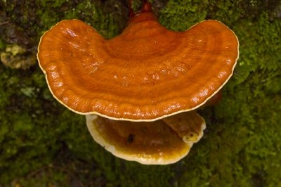 Ganoderma tsugae