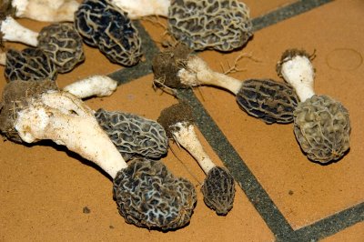 Morchella esculenta