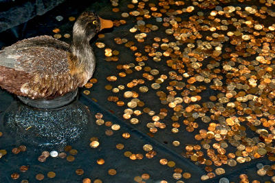 one HUNGRY duck