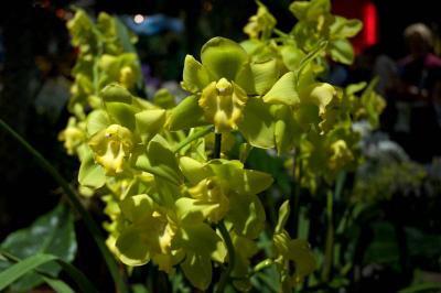 orchids in shadow