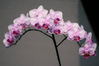 orchid arc