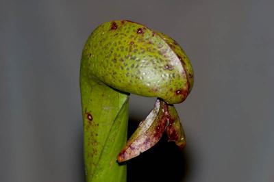 cobra pitcher plant