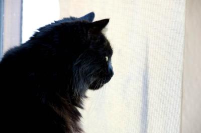 kat screen