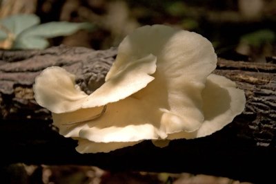 Pleurotus sp.
