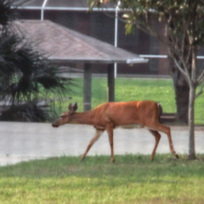 In the yard