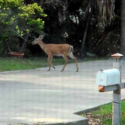 In the yard
