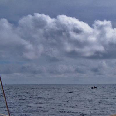 3 Pilot Whales In the Gulfstream