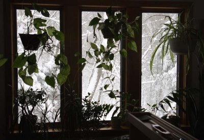 Back Window - Snow