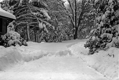 Across Front Yard