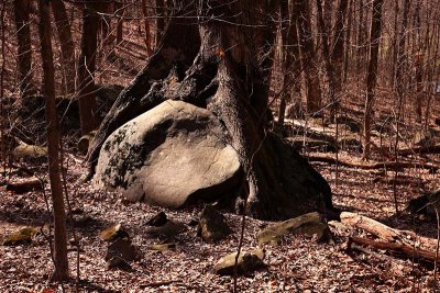 Root Over Rock