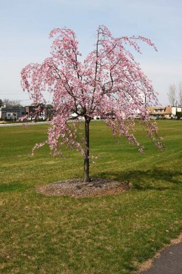 Ornamental Cherry