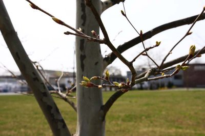 Leaf Buds