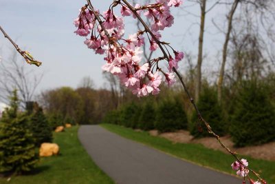 Cherry Blossoms