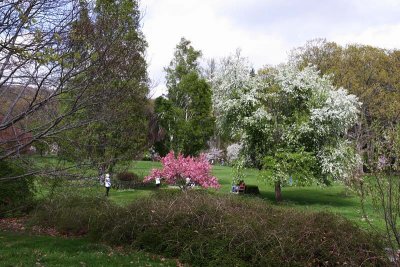 Trees in Blossom