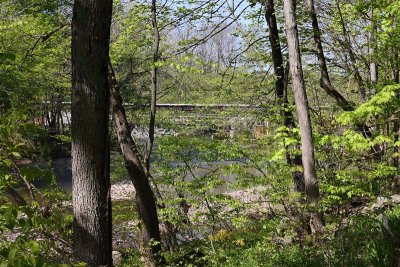 Bridge through Woods
