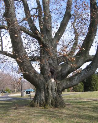 Bender Oak