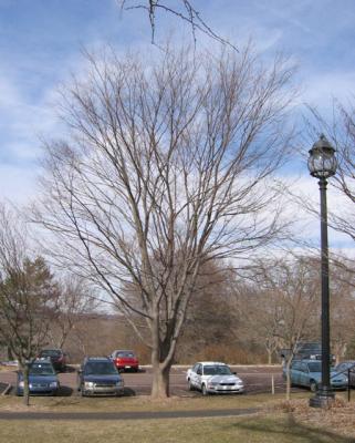 Japanese Zelkova