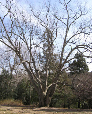 Japanese Raisin Tree